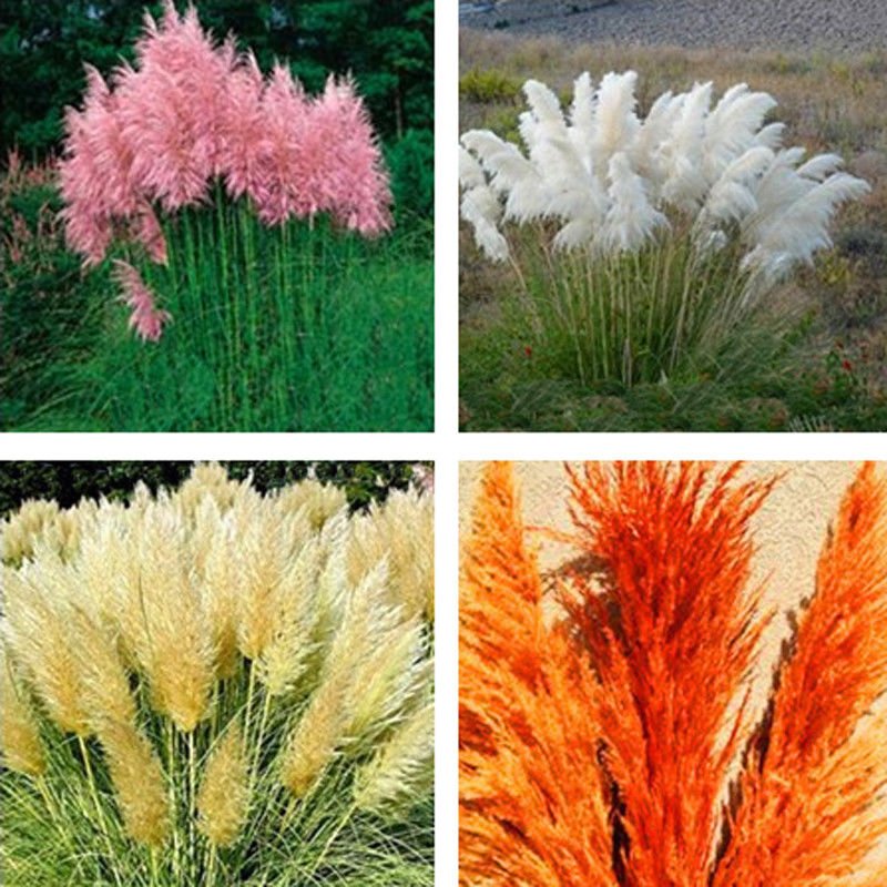 1000 pcs pampas grass seeds ,rare reed flower for home garden planting 1