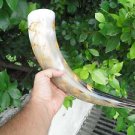 (17.01) Viking Drinking horn Elephant Carved Burnt cup Mug Beer mead wine pagan