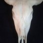 500ml Amazing Viking Drinking Horn Hand Crafted for beer,wine,mead,pagan & celti
