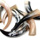 Amazing Lot of 5 (FIVE) - 11" to 16" Polished Water Buffalo Cow Horn Create a Po