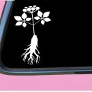 Ginseng TP 673 6 Inch decal sticker seeds extract book growing extract capsules Ginseng TP 673 6 Inch decal sticker seeds extract book growing extract capsules