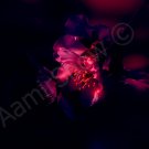 *Night Flower* Natural linen CANVAS artwork mixed media