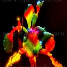 *Rainbow Iris* Natural linen CANVAS artwork mixed media classical style