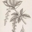 Barberry cut 1lb