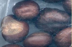 Buckeyes 1lb