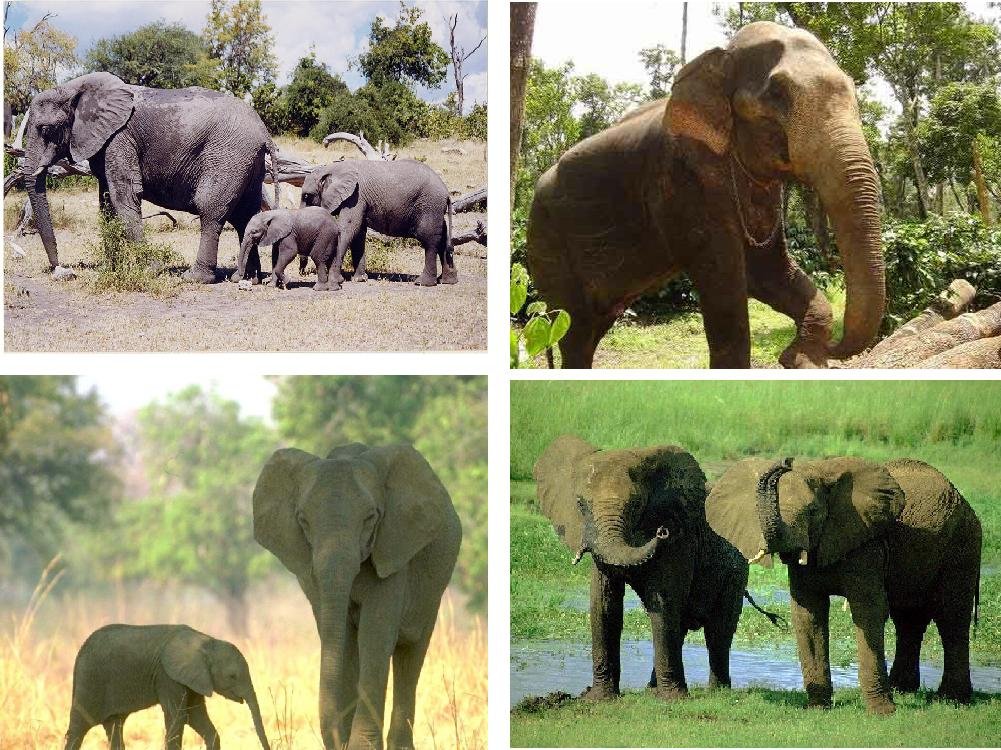 Lot Of 12 Elephants Fabric Panel Quilt Squares Free spirit amy butler night music blossom song quilt kit 45 by 60