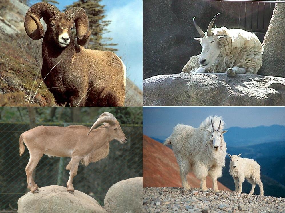 Lot Of 4 Goat Fabric Panel Quilt Squares