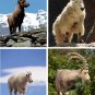Lot Of 4 Mountain Goat Fabric Panel Quilt Squares