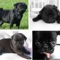 Lot Of 6 Black Pug Dog Fabric Panel Quilt Squares