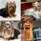 Lot Of 12 Yorkshire Terriers Dog Fabric Panel Quilt Squares