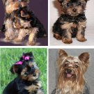Lot Of 4 Yorkshire Terrier Dog Fabric Panel Quilt Squares