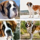 Lot Of 4 Saint Bernard Dog Fabric Panel Quilt Squares