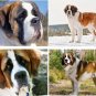 Lot Of 4 Saint Bernard Dog Fabric Panel Quilt Squares