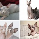 Lot Of 4 Sphynx Cat Fabric Panel Quilt Squares