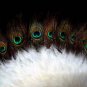 Coquet Rooster Peacock eye marabou feather Fan;Bridal Party Chandelier Fluffy Fan;ncer #2w