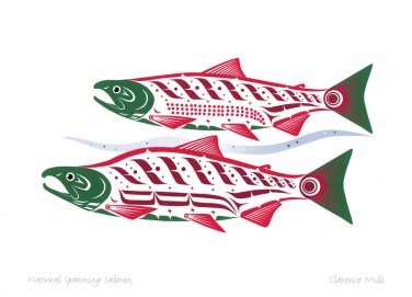 Natural Spawning Salmon Clarence Mills Art Card Northwest Coast Haida Native