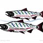 Haida Spawning Sockeye Clarence Mills Art Card Northwest Coast Native