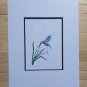 Serenity Hummingbird by Richard Shorty  11"x14" Matted Art Print Tutchone Native