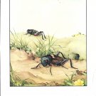 Edward Detmold: Fabre's Insects - The Field Cricket - 11.75" x 8.75" Book Page Print