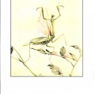 Edward Detmold: Fabre's Insects - The Praying Mantis - 11.75" x 8.75" Book Page Print