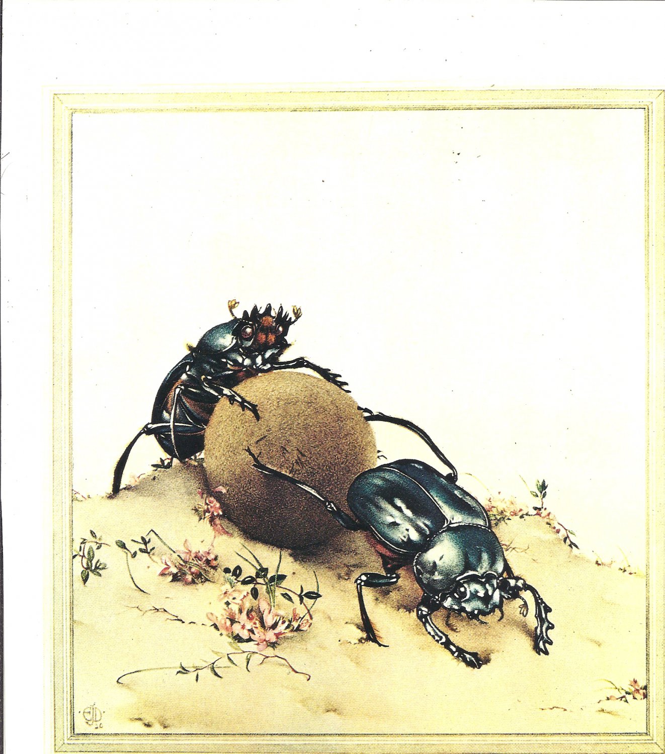 edward-detmold-fabre-s-insects-the-sacred-beetle-11-75-x-8-75