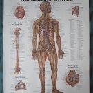 Anatomical Chart 11" x 14" Bookplate Print - The Nervous System