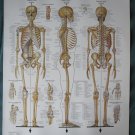 Anatomical Chart 11" x 14" Bookplate Print - The Skeletal System