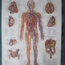 Anatomical Chart 11" x 14" Bookplate Print - The Vascular System & Viscera