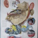 Anatomical Chart 11" x 14" Bookplate Print - Anatomy of the Inner Ear