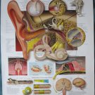Anatomical Chart 11" x 14" Bookplate Print - The Ear - Organs of Hearing & Balance