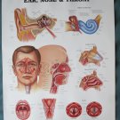 Anatomical Chart 11" x 14" Bookplate Print - Ear, Nose & Throat