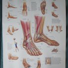Anatomical Chart 11" x 14" Bookplate Print - Foot & Ankle