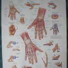 Anatomical Chart 11" x 14" Bookplate Print - Hand & Wrist
