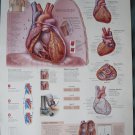 Anatomical Chart 11" x 14" Bookplate Print - The Heart