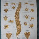 Anatomical Chart 11" x 14" Bookplate Print - The Vertebral Column