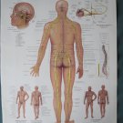 Anatomical Chart 11" x 14" Bookplate Print - The Spinal Nerves