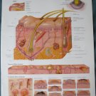 Anatomical Chart 11" x 14" Bookplate Print - The Skin