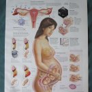 Anatomical Chart 11" x 14" Bookplate Print - Pregnancy & Birth