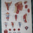 Anatomical Chart 11" x 14" Bookplate Print - Pharynx & Larynx