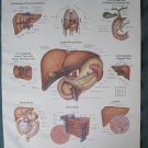 Anatomical Chart 11" x 14" Bookplate Print - The Liver