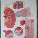 Anatomical Chart 11" x 14" Bookplate Print - The Kidney