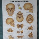 Anatomical Chart 11" x 14" Bookplate Print - The Human Skull