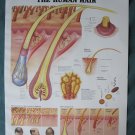Anatomical Chart 11" x 14" Bookplate Print - The Human Hair