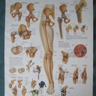 Anatomical Chart 11" x 14" Bookplate Print - Hip & Knee