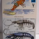 1978 Walt Disney's Fun & Facts Flashcard #DFF12-22: Moray and Conger Eels