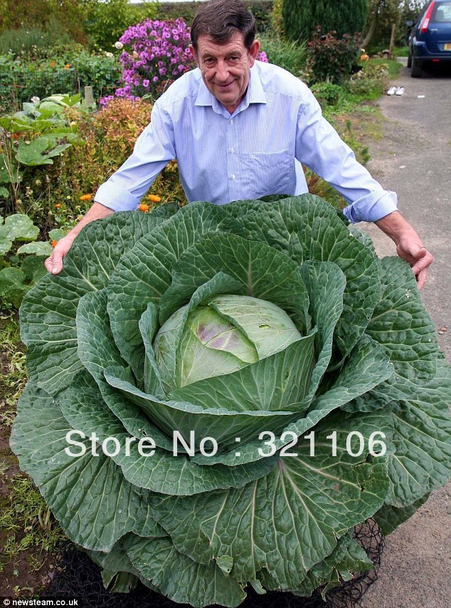 RARE GIANT RUSSIAN CABBAGE MEDICINAL HEALING MEDICINAL 200 SEEDS