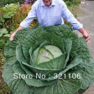 RARE GIANT RUSSIAN CABBAGE MEDICINAL HEALING MEDICINAL 200 SEEDS