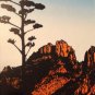 BIG BEND NATIONAL PARK vanity license Plate ART 42 Arthur Arty Arturo 1942 Artie