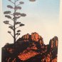 BIG BEND NATIONAL PARK vanity license Plate ART 42 Arthur Arty Arturo 1942 Artie