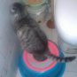 New creativity cat toilet training, cats go potty in the water  Free shipping